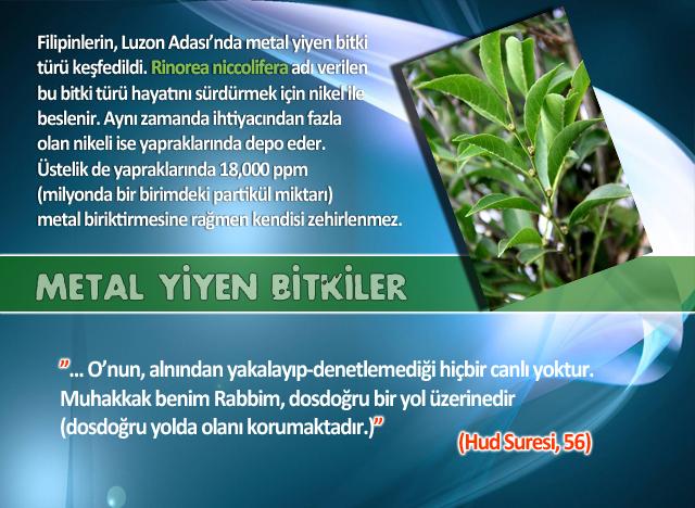 Metal Yiyen Bitkiler - 1