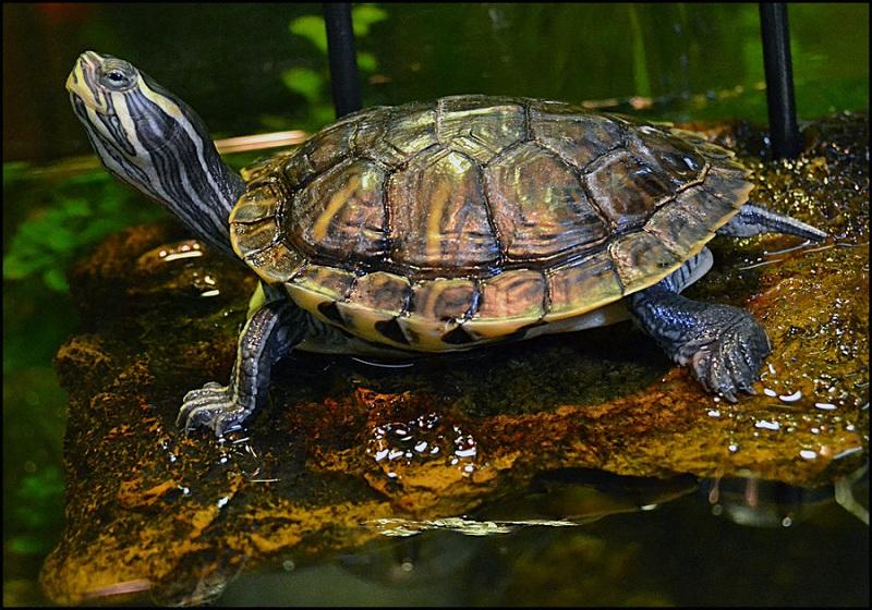Kaplumbağa Zırhının Anatomik Yapısı
