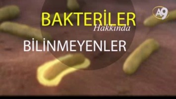 Bakteriler Hakkında 5 Bilgi