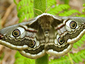 Moths' area of expertise:  Ultrasonic waves