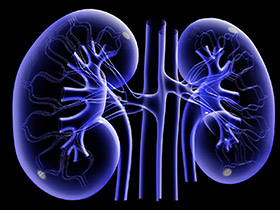 The Kidneys’ Flawless Purification System