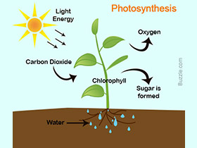 The Sublime System of Photosynthesis