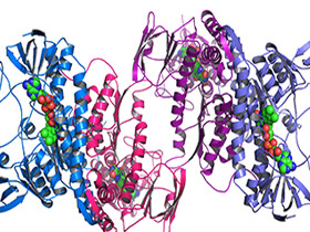 Protein: The Cell’s Most Basic Detailprote