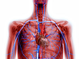 Vücudumuzda dolaşan kan, zehirler, gazlar, akyuvarlar, vitaminler ve başka maddeler dışında, ısıyı da taşır. Eğer vücudumuzun ısı dağıtım sistemi olmasaydı, kol gücüyle yaptığımız bir iş sonucunda kollarımız aşırı derecede ısınır, diğer bölgelerimiz ise soğuk kalırdı.