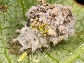 Science news: The 110 million year old trash collector lacewing larvae