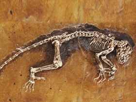 Les faits jamais mentionnés par les darwinistes à propos du fossile Ida, l'imaginaire ''chaînon manquant''