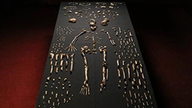 The claims about the so-called intermediate form Homo naledi, which are repeated every year, didn't last long this time