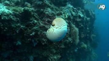 Nautilus