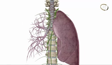 The Golden Ratio in The Lungs