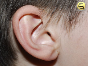 Les oreilles sont actives durant le sommeil