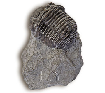 TRILOBITE