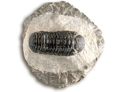 TRILOBITE