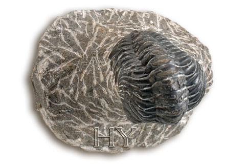 TRILOBITE