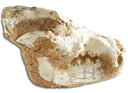 HYENA SKULL