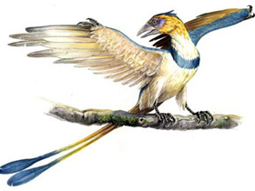 Archaeopteryx mükəmməl uçan quşdur