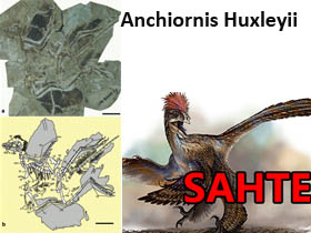 Yeni tapılan fosil “Anxiornis huksli (Anchiornis h