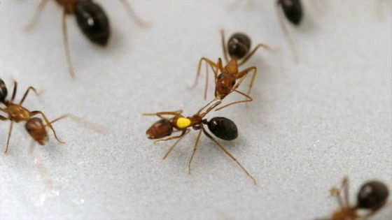 Karıncalardaki Şaşırtıcı Cerrahi Müdahale Yöntemi