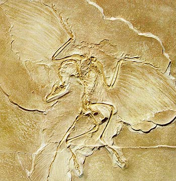 Archaeopteryx 