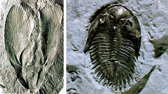cockroach_trilobite_fossil