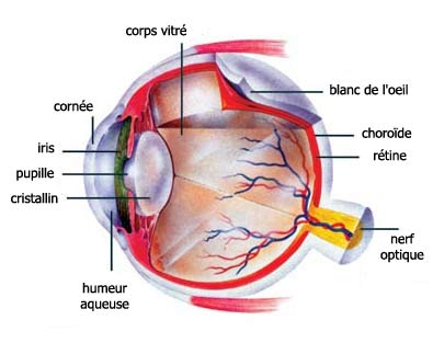 la structure de l'œil