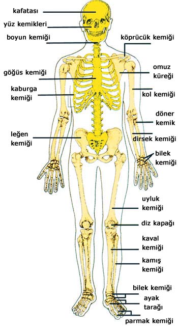 système squelettique
