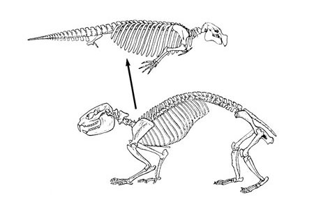 Squelette d'un phoque typique et ce que les évolutionnistes prennent pour son plus proche ancêtre vivant sur terre. 