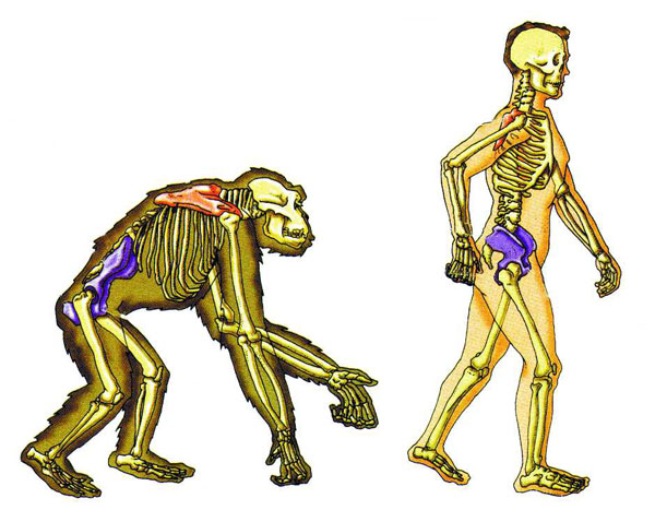 Bipedalism