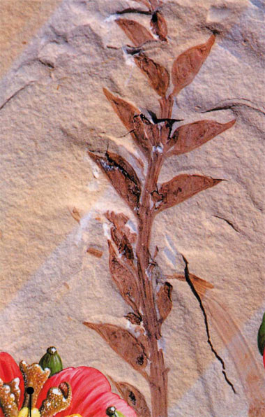 plant fossil