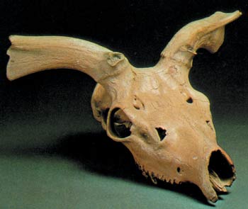 Fossilized deer