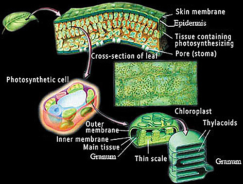 Photosynthesis