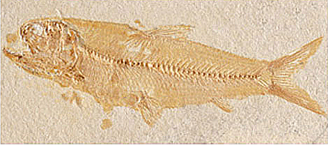 fossil