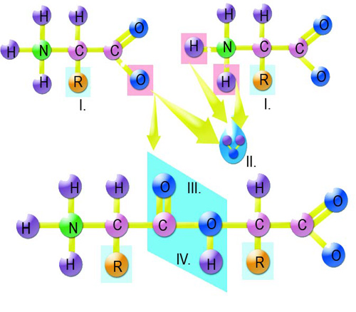 amino acid, protein