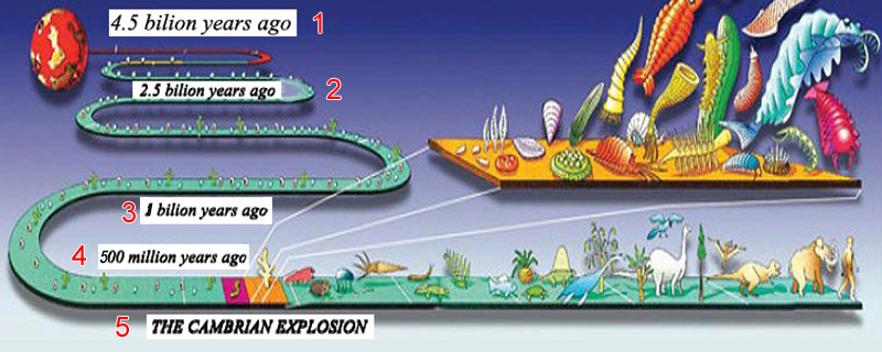 Cambrian Explosion