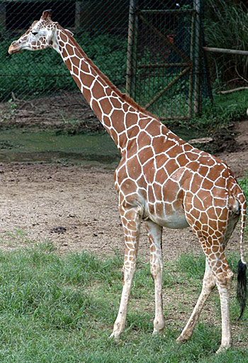 giraffe