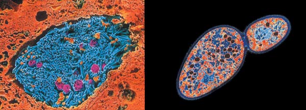 Origin of the Plant Cells