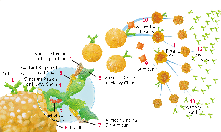 antikorların yapısı
