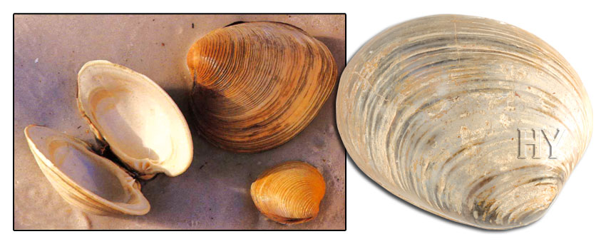 bivalve, evolution, fossil