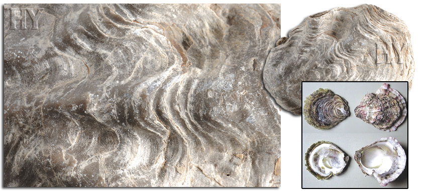 bivalve, fossil