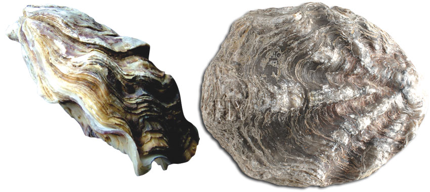 bivalve, fossil