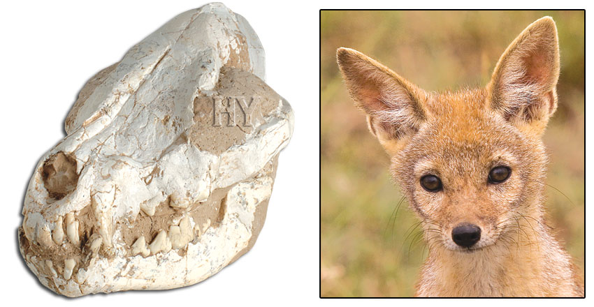 jackal, skull, fossil