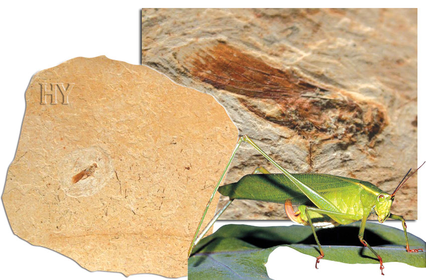 bush cricket, fossil