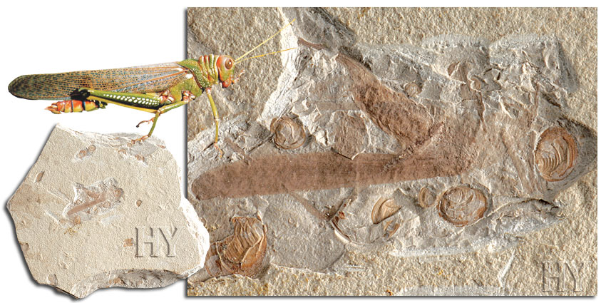 grasshopper, fossil