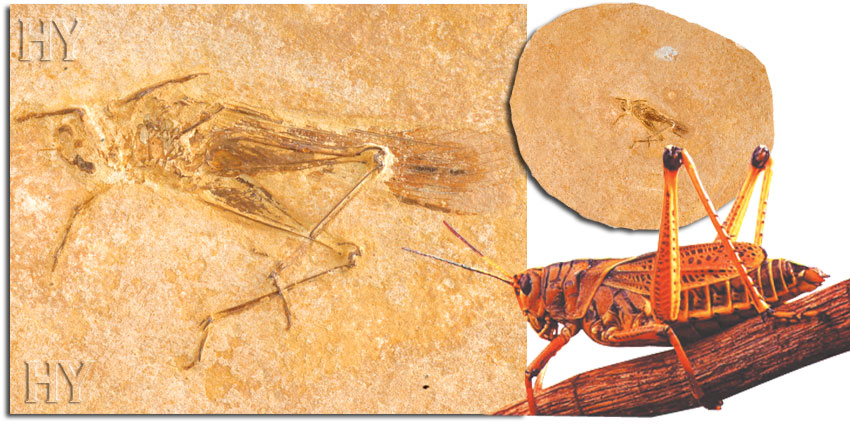 fossil, grasshoppers