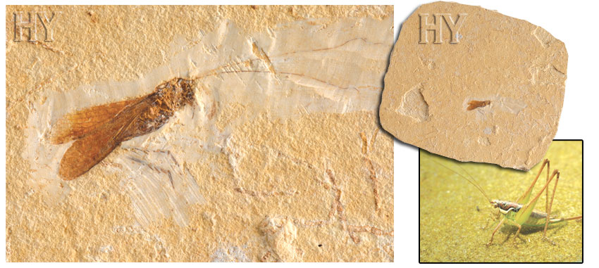 grasshoppers, fossil, long, horned