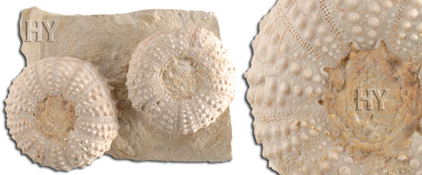 sea urchins, sea urchin, fossil