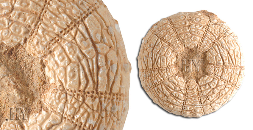 fossil, sea urchin