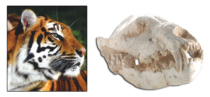 tiger skull