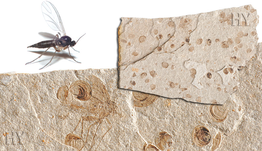 fossil, fungus gnat