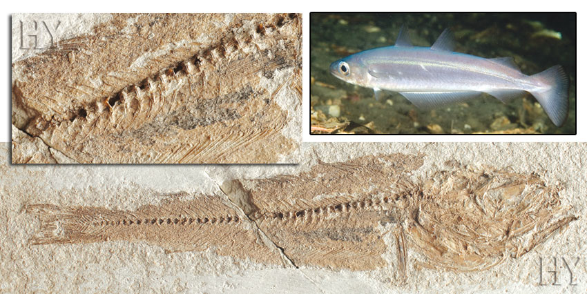 blue whiting, fossil, evolution