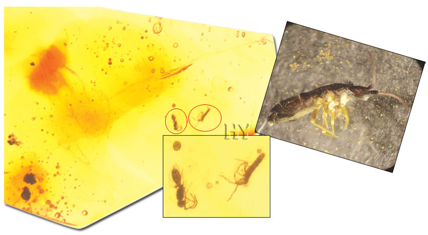 theory of evolution, fossil, springtail, parasitic wasp